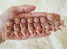 拇指娃娃