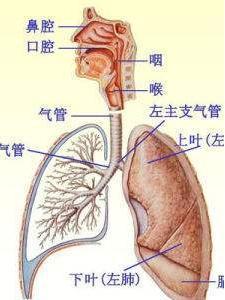 呼吸系统 执行机体和外界进行气体交换的器官的总称 搜狗百科