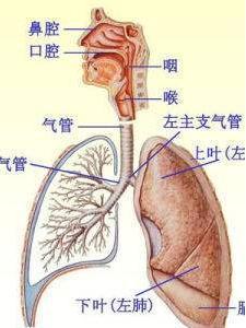 呼吸系统 搜狗百科 呼吸系统 搜狗百科