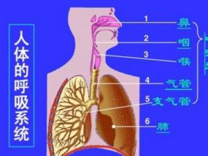 呼吸系统