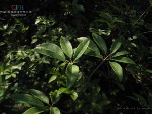 八月瓜属图册
