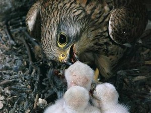 喂雏巢穴中的红隼幼鸟5种类介绍编辑红隼(11亚种)中文名称拉丁学名1.