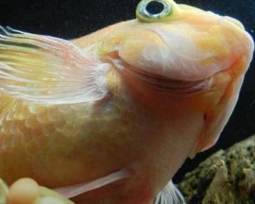 白头白嘴病 - 搜狗百科