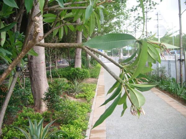 鸡蛋花树 夹竹桃科鸡蛋花属植物 搜狗百科 鸡蛋花树 夹竹桃科鸡蛋花属植物 搜狗百科