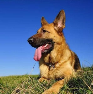 马里努阿犬小时候图片