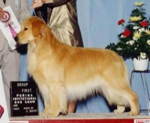 顺毛寻猎犬