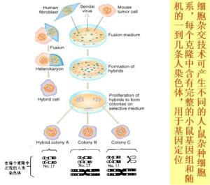 建立细胞系流程图