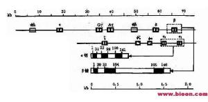 人类α珠蛋白基因簇和人类β珠蛋白基因簇
