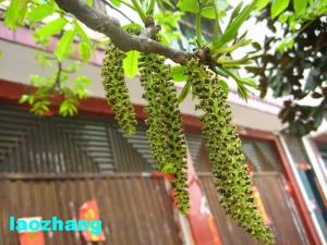 核桃花