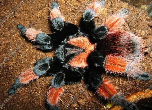 墨西哥红脚(2)墨西哥红脚蜘蛛(拉丁学名:brachypelmaemilia)原产于