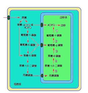 磷酸化图册