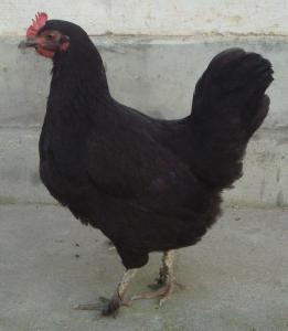 黄山黑鸡 - 搜狗百科