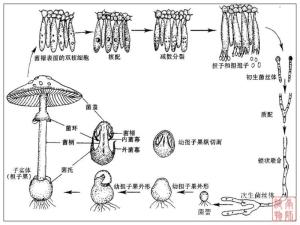 担子菌亚门