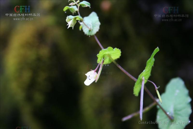 高山凤仙花 凤仙花科凤仙花属植物 搜狗百科