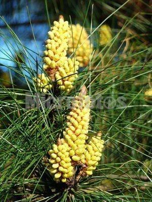 松花 松科松属植物 搜狗百科