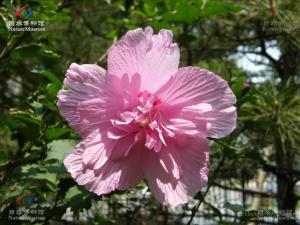 木菊花