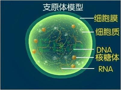 原核细胞