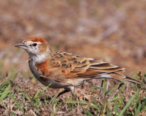 红顶短趾百灵 - 搜狗百科