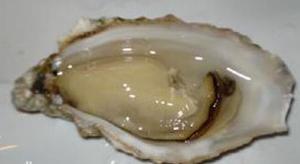 密鳞牡蛎