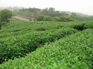 茶叶种植基地