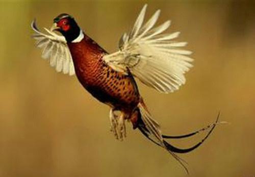 国风·邶风·雄雉