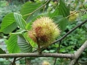 榛仁植物形态