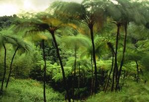 蕨类植物——桫椤
