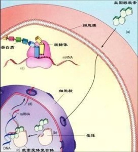 类固醇