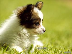玩赏犬