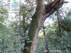 钩锥根茎