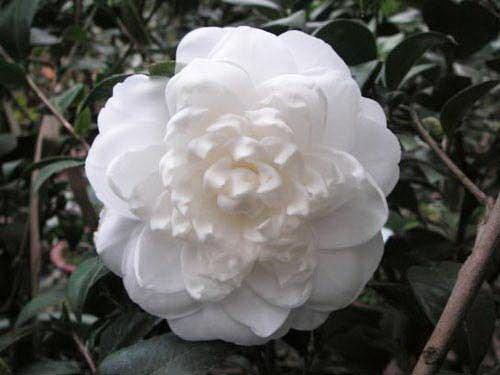 宝珠茶,蕉萼白宝珠,杨妃茶,正宫粉,石榴茶,一捻红,照殿红,晚山茶,南