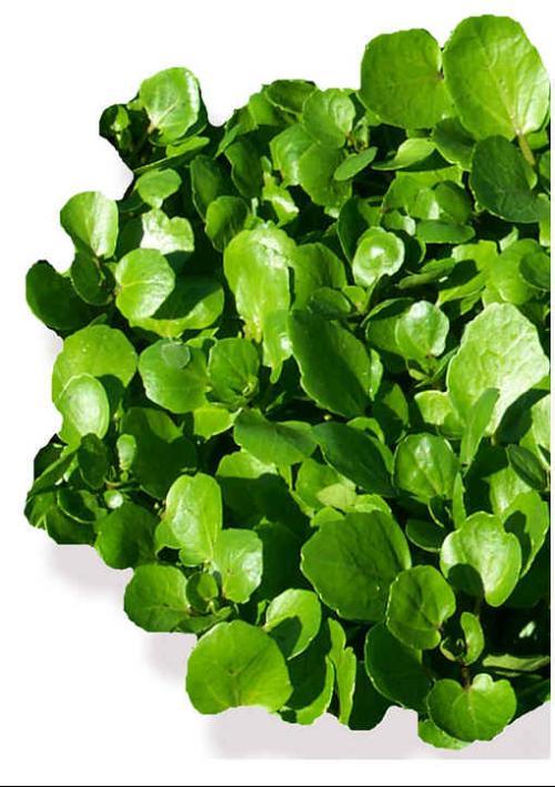 watercress/wtkres/dj/wtrk-/djus/wtkrs/kkus