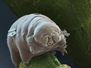 水熊