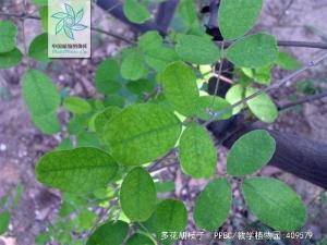 多花胡枝子枝叶