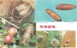 苹果蠹蛾
