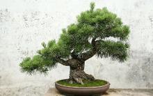 松树