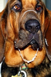 寻血猎犬