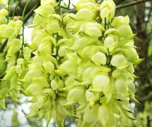 白花油麻藤 搜狗百科