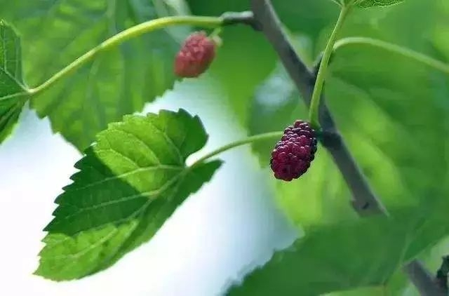 桑树