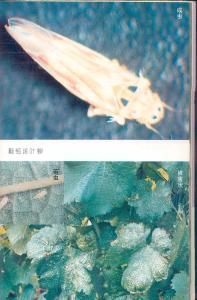 葡萄二星叶蝉