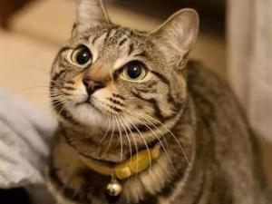 虎斑猫