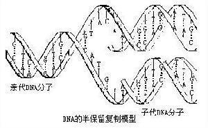 半不连续复制