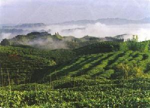 鹿鸣茶海