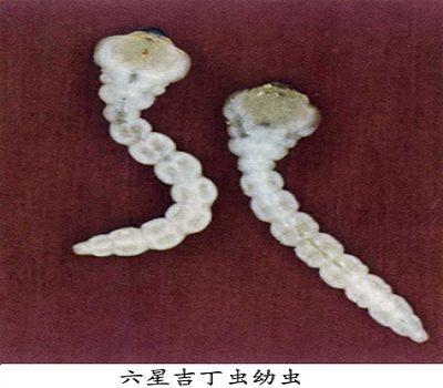 白蜡吉丁虫