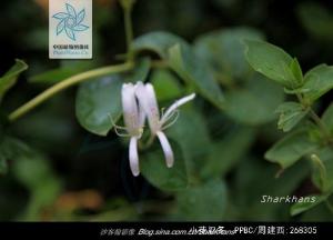 小花忍冬花果