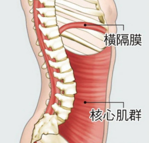 人体横隔是哪个部位图图片