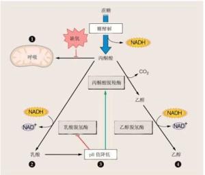 无氧呼吸过程