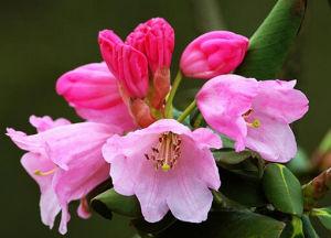 疏花美容杜鹃