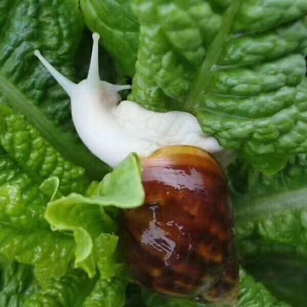 白玉蜗牛