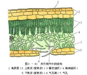 叶肉细胞